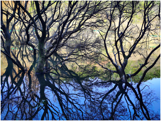 1637542532832923.png blob.png